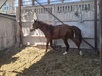 Koń, Arabian horse — zdjęcie 4