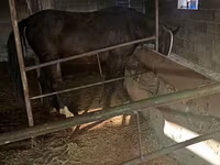 Kobyła, Friesian sport horse — zdjęcie 5