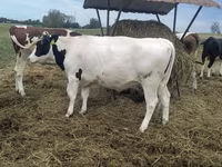 Vaca, Raza Holstein — foto 3