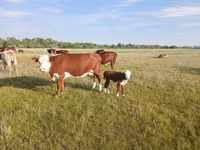 Krowa, Latvian Blue cattle — zdjęcie 1