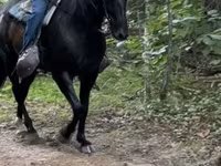 Horse (M), French Trotter — photo 2