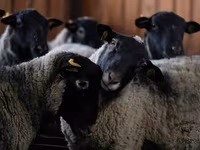 Baran, Romanov sheep — zdjęcie 1