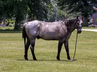 Koń, Quarter Horse — zdjęcie 4