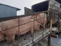 Boar, Pigs — photo 5