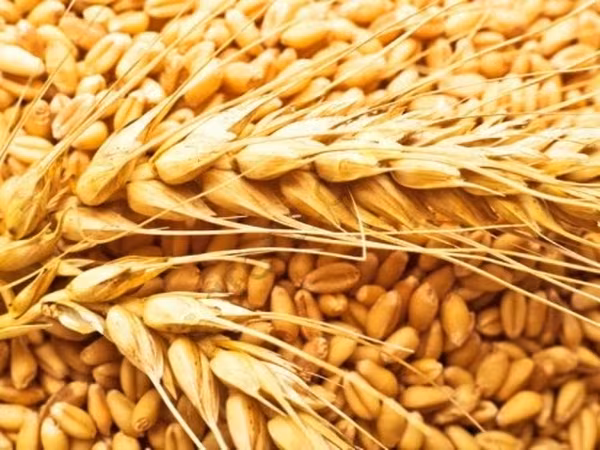 Пшеница 3, 4, 5 КЛАСС
