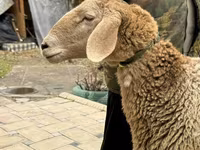 Sheep, Arashan sheep — photo 2
