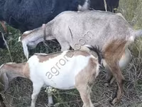Koza, Nubian Goat — zdjęcie 2