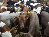 公牛, Cattle — 照片 6