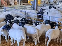 Baran, Dorper sheep — zdjęcie 2