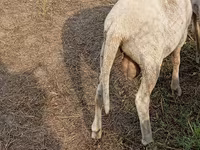 Owca, Merino sheep — zdjęcie 2