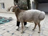 Ram, Sheep — photo 2