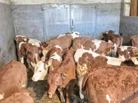 Toro, Ganado vacuno — foto 2