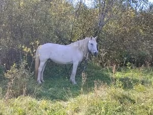 Mare, Horses