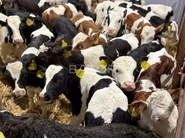 Byk, Simmental cattle — Polska