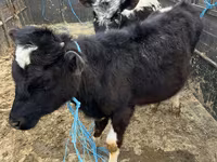 母牛, Cattle — 照片 3