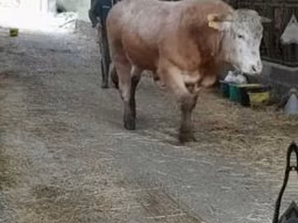 Byk, Blonde d’Aquitane cattle