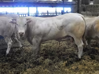 Byk, Blonde d’Aquitane cattle — zdjęcie 5