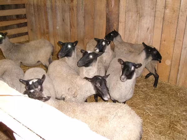 Owca, Romanov sheep — Rosja