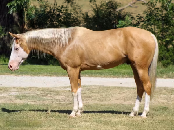 Koń, Palomino