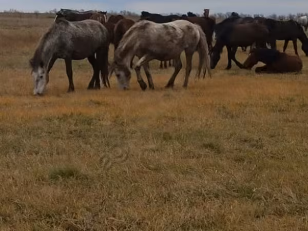 Koń, Konie — Rosja