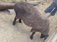 Owca, Saryarka sheep — zdjęcie 4