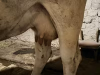 Cow, Ukrainian Brown Dairy Cattle — photo 5