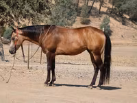 Horse (M), Quarter Horse — photo 8