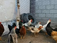 Brahma — foto 7