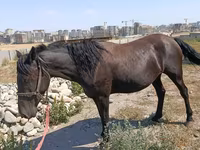 Kobyła, Skyros Pony — zdjęcie 1
