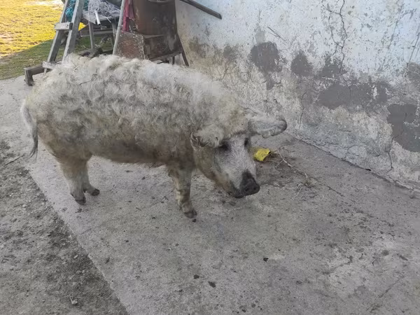Eber, Мангалица