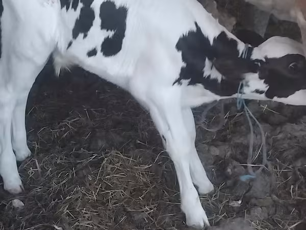 सांड, गोलस्टीन नस्ल