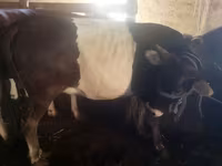 Bull, Cattle — photo 4