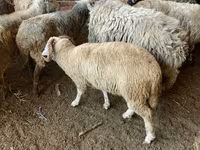 Sheep, Sheep — photo 4