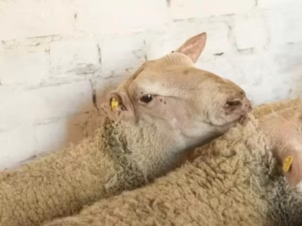 Baran, Precoce sheep — Rosja