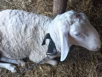 मेढ़ा, Awassi sheep — फ़ोटो 2