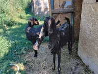 Ziege, Kamori goats — Foto 3