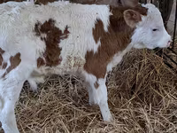 Byk, Simmental cattle — zdjęcie 1