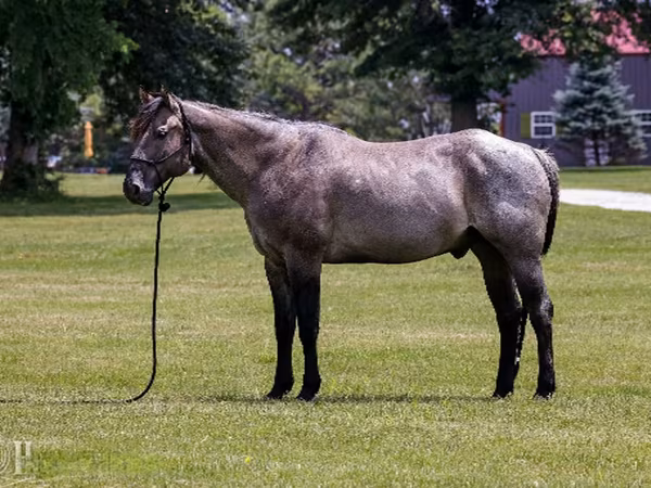 Koń, Quarter Horse
