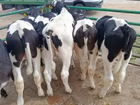 Toro, Raza Holstein — foto 2