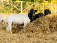 Baran, Dorper sheep — zdjęcie 6