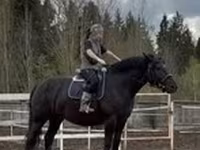 Mare, Percheron — photo 1
