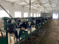 Vaca, Raza Holstein — foto 5