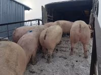 Säue, Schweine — Foto 6