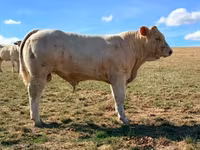 Byk, Charolais cattle — zdjęcie 2