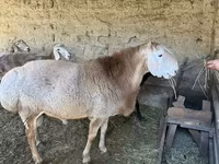 Baran, Hissar sheep — zdjęcie 1