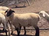 Widder, Hampshire sheep — Foto 1