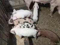 Eber, Schweine — Foto 2