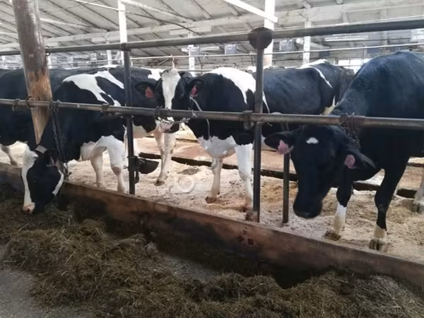 Krowa, Swiss cattle — Rosja