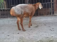 Widder, Saryarka sheep — Foto 2