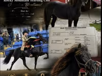 Caballo, Rocky Mountain Horse — foto 1